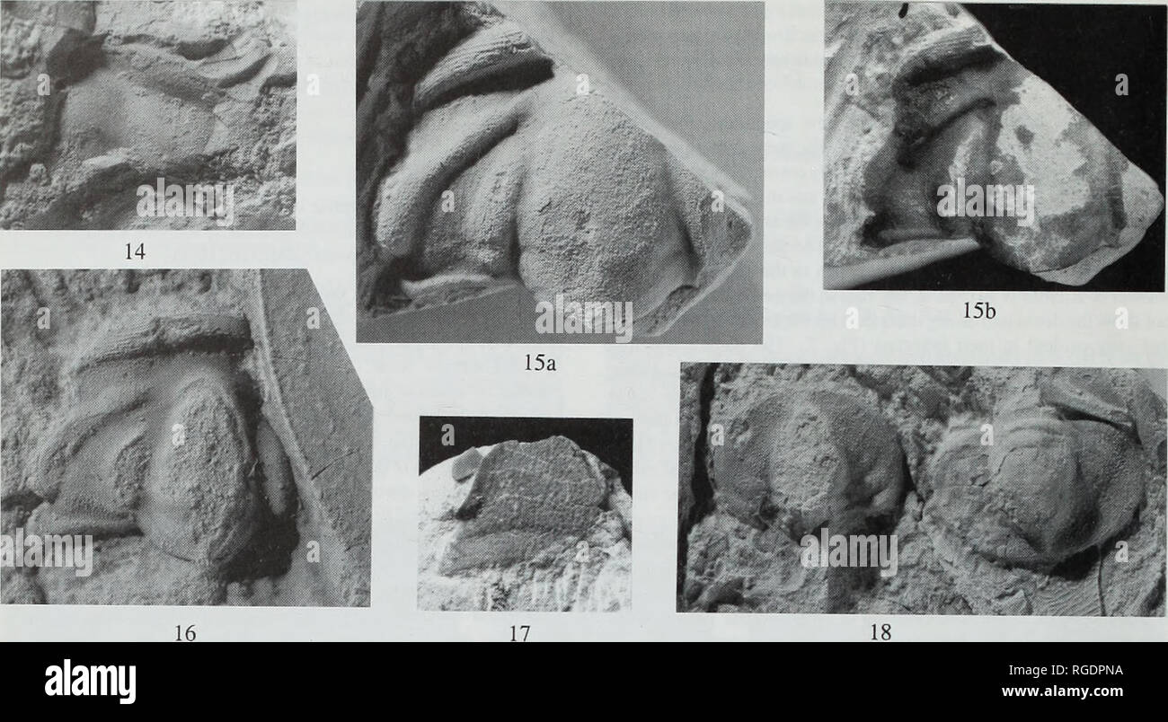 . Boletín del Museo Histort Natural. Geología series. 140 A.W.A. RUSHTON Y J.H. POWELL. Fig. 14 Hesa problematica Richter &Amp; Richter, holotipo; yeso (.26207/2) del fragmento cranidial, mostrando partes de la escama preocular sutura y borde anterior, Khirbet El-Burj, Museo Senckenberg X1287a, x 4. Figs 15-18 Realaspis sp. nov., Wadi Qunai, Safi. 15a, b, raspar cranidium.26210/1; 15a. blanqueado, muestra la inflamación interocular, surco occipital y nodo occipital, x 3,5; 15b, unwhitened, muestra el curso de la sutura facial, x 3. 16, pequeñas cranidium.26212/2, x 8. 17, fragmento o Foto de stock