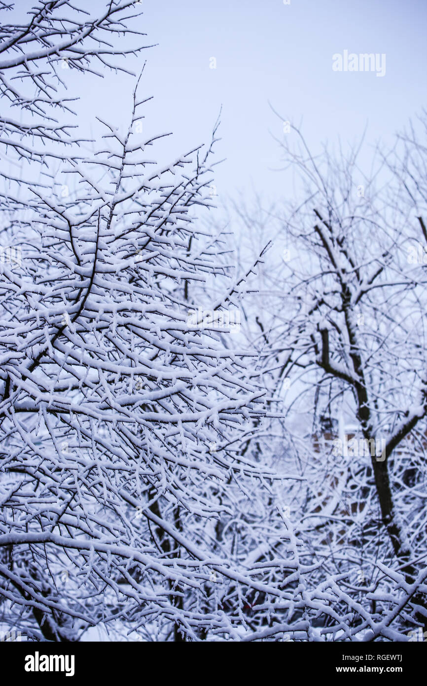 Rama nevados árboles Foto de stock