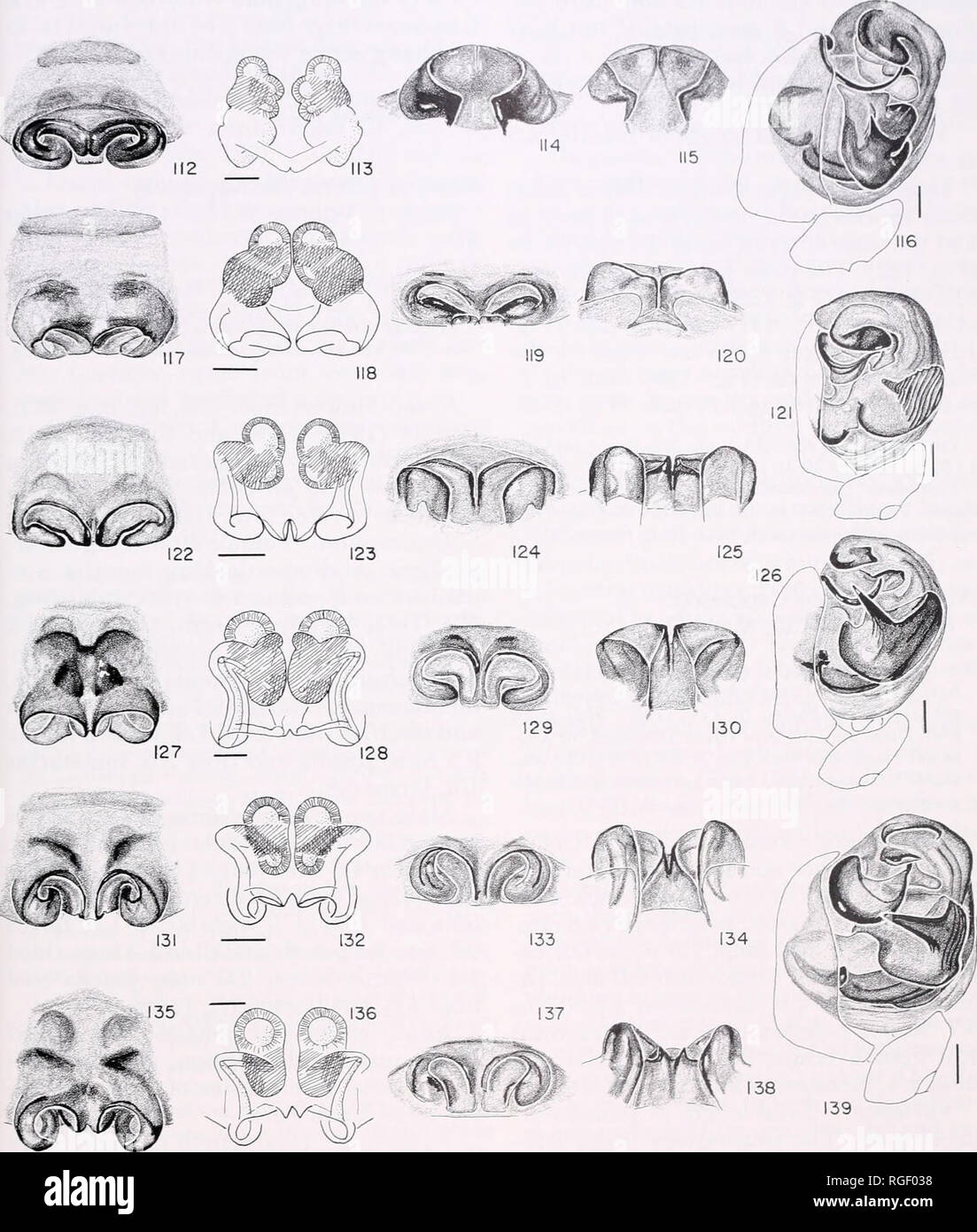 Boletin Del Museo De Zoologia Comparativa De Harvard College La Zoologia Actinosoma Spilasma Micrepeira Pronous Levi 1 Las Figuras 127 130 P Nighpes Epigynum Capohacco Hembra 127 Ventral 128 Ventral Aclaro
