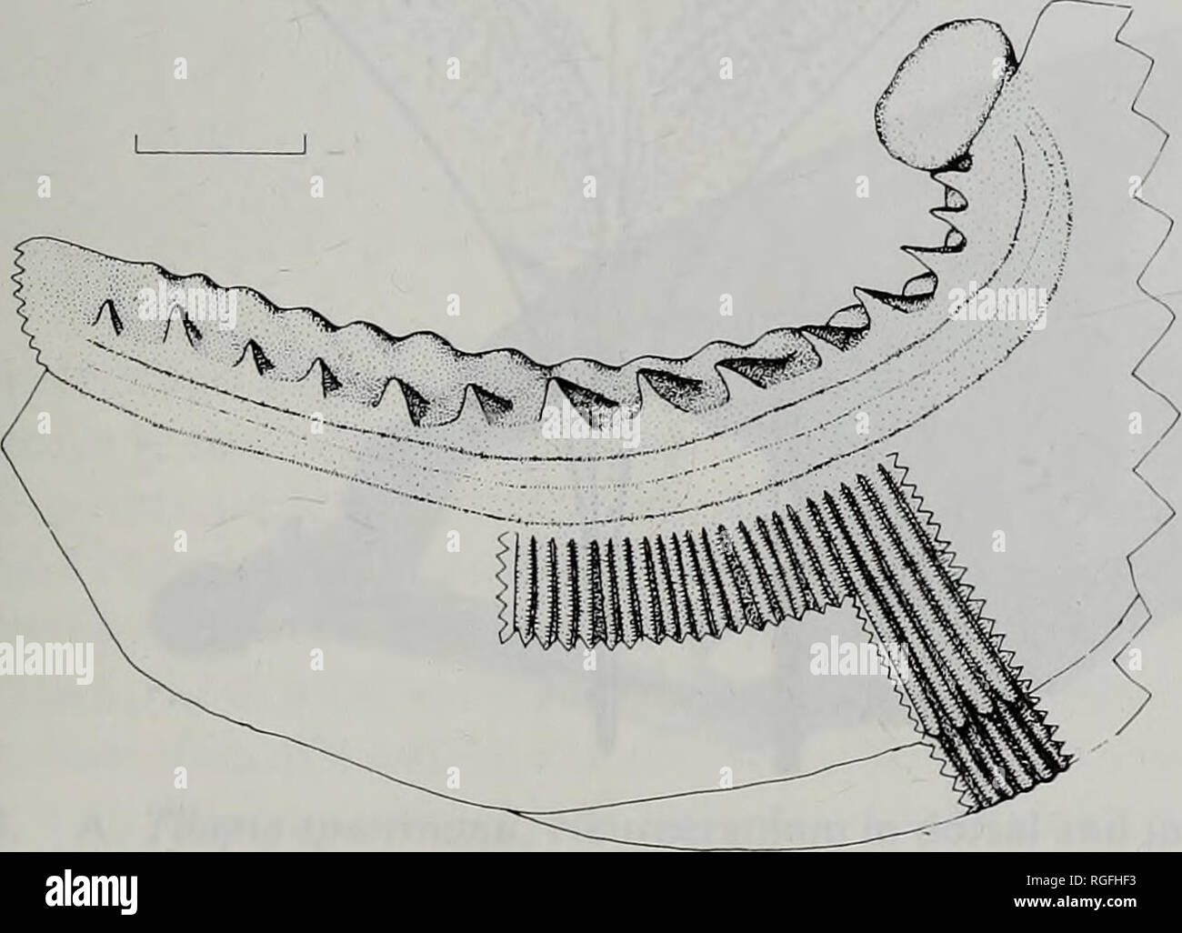 . Boletín del Museo Británico de Historia Natural (zoología). Redescripciï¿½ DE TILAPIA