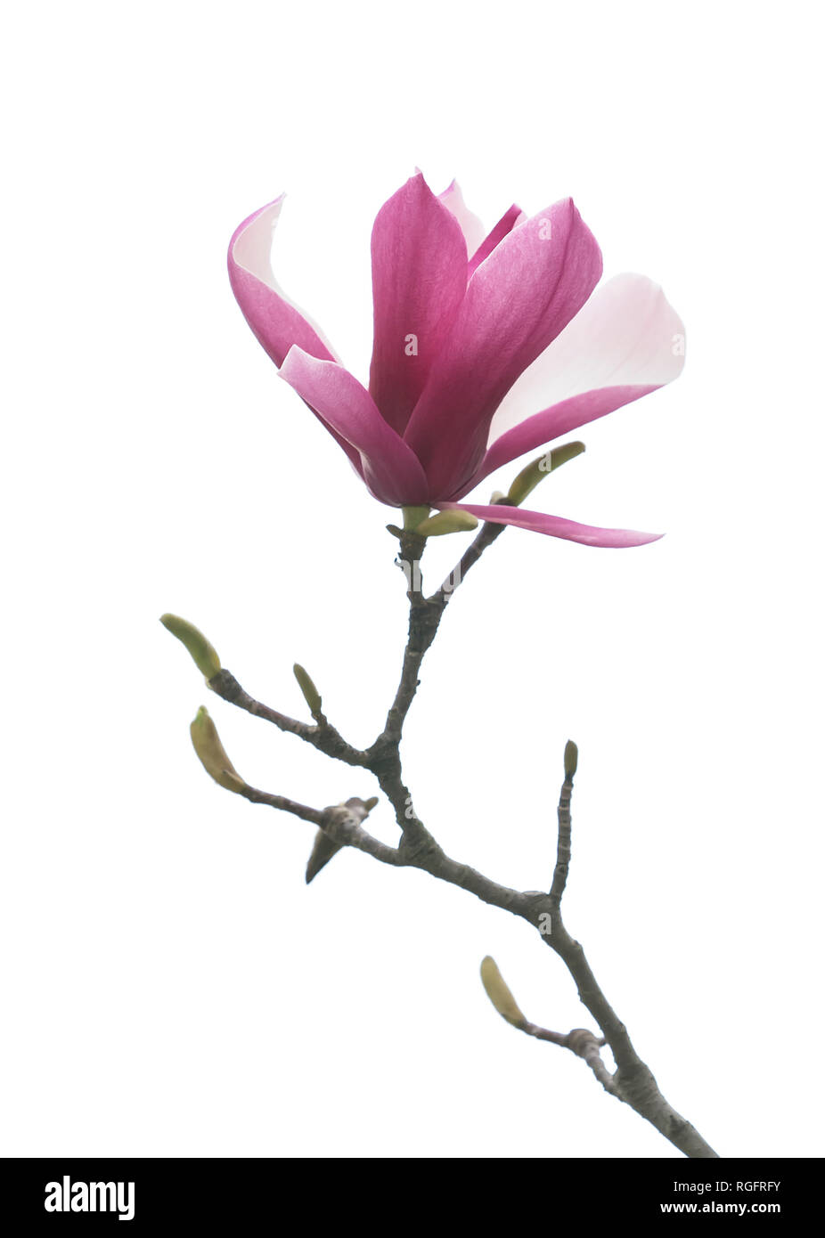 Rama de flor magnolia aislado sobre fondo blanco. Foto de stock