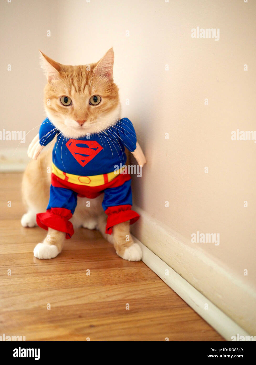 Gato de superman fotografías e imágenes de alta resolución - Alamy