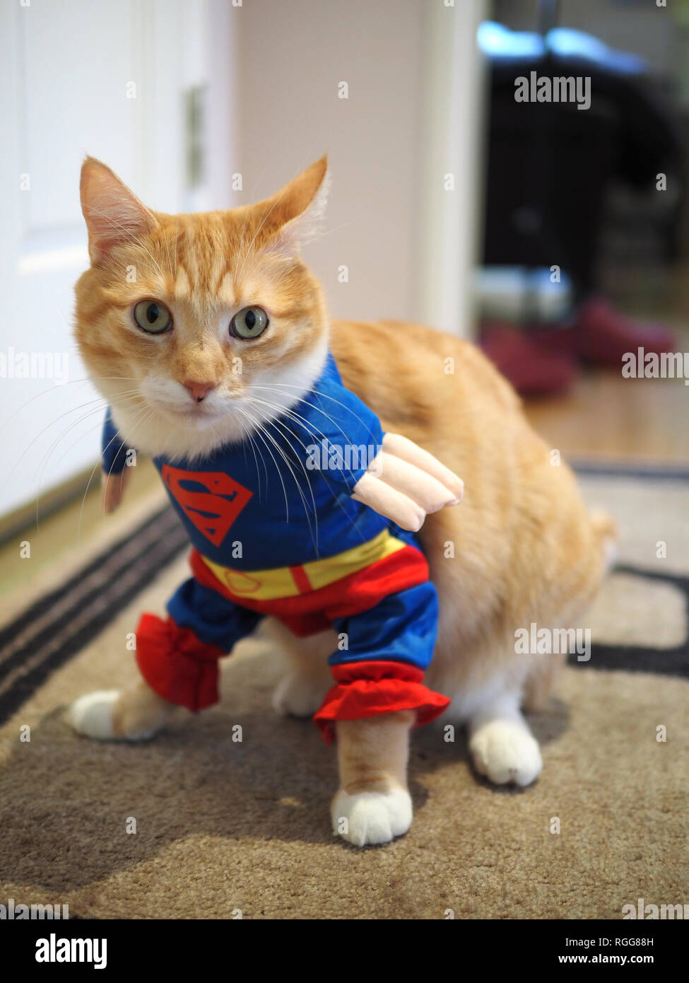 Gato de superman fotografías e imágenes de alta resolución - Alamy