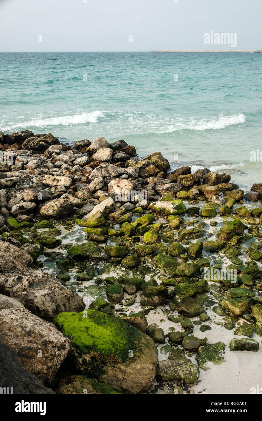 Las algas verdes Al Hamriyah rocas en la playa de Sharjah, Emiratos Árabes Unidos Foto de stock