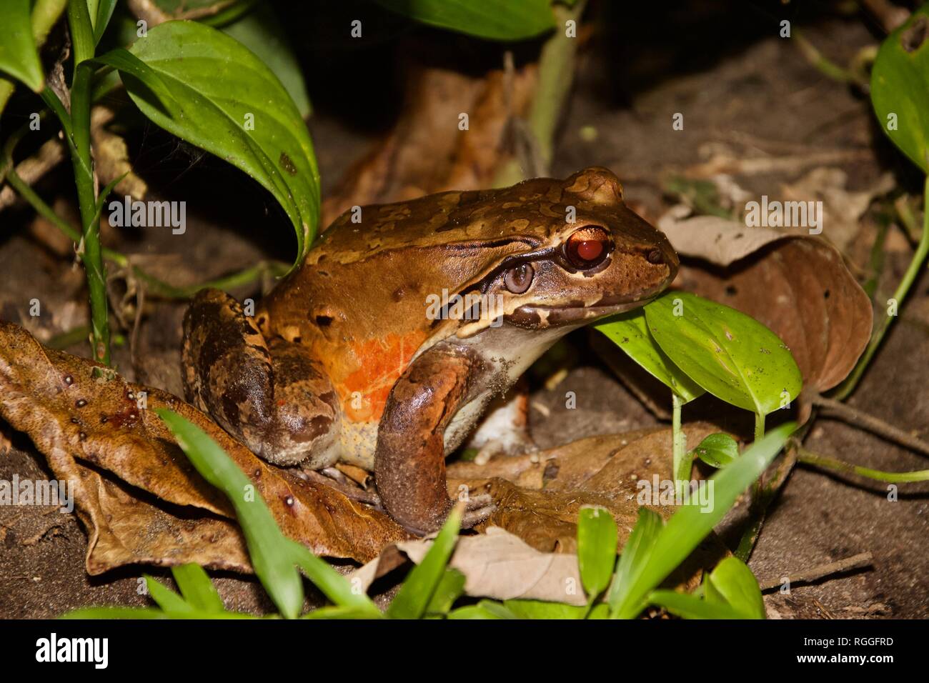 La rana Thin-Toed salvaje, también conocido como Leptodactylus savagei o salvaje espuma de rana, en Costa Rica Foto de stock
