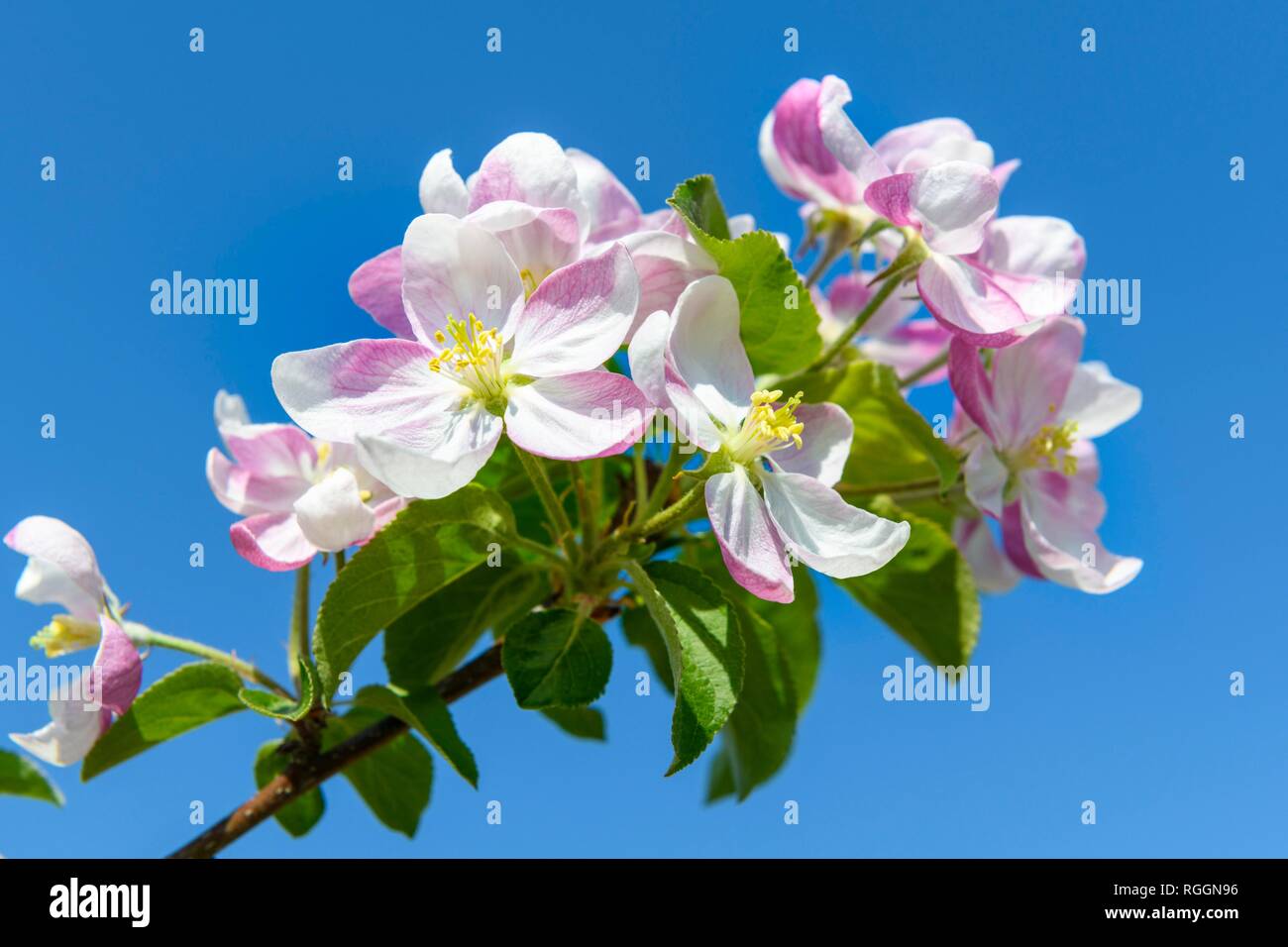 Las flores del manzano, Baden-Württemberg, Alemania Foto de stock