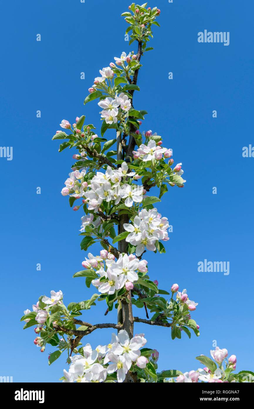 Las flores del manzano, Baden-Württemberg, Alemania Foto de stock