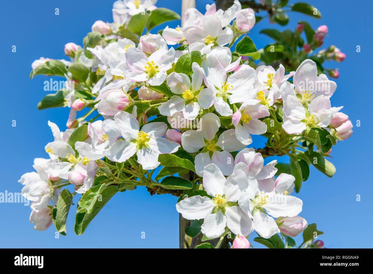 Las flores del manzano, Baden-Württemberg, Alemania Foto de stock