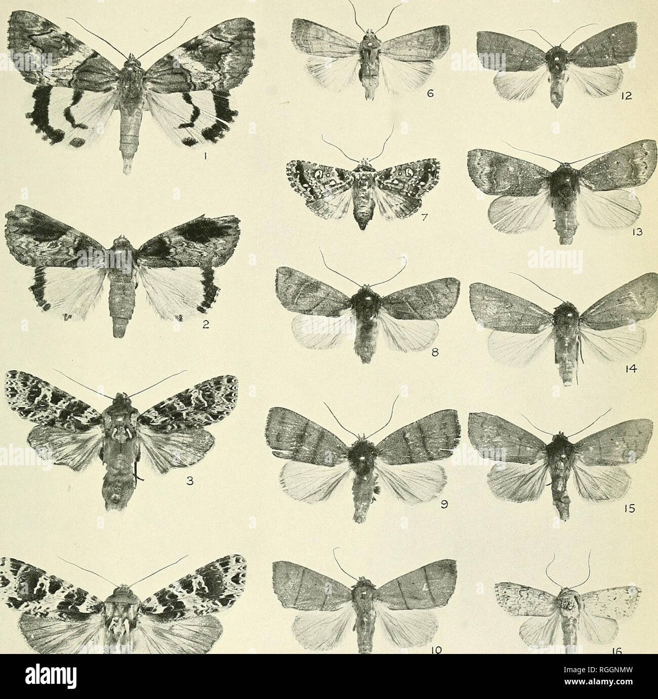 Boletín del Museo de la colina : una revista de lepidopterology ;.  Lepidoptera; Lepidoptera. Placa XXII. Bol. Hill Mus. Vol I, 1924. Por favor  tenga en cuenta que estas imágenes son