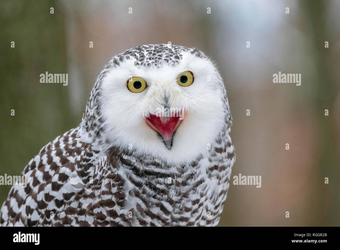 Snowy Owl (Nyctea scandiaca), la República Checa, llamando, retrato, adulto, cautivo, llamando Foto de stock