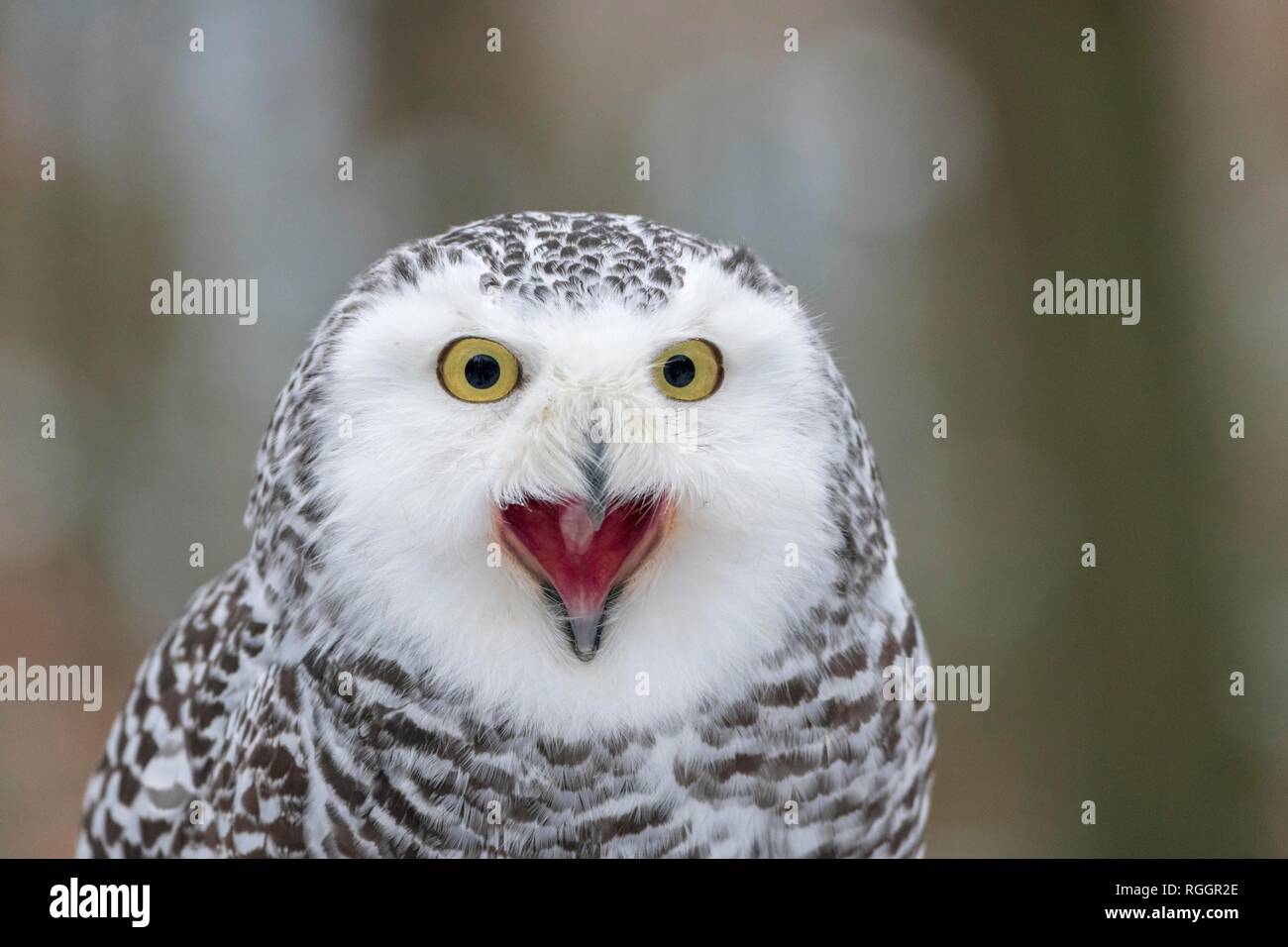 Snowy Owl (Nyctea scandiaca), la República Checa, llamando, retrato, adulto, cautivo, llamando Foto de stock