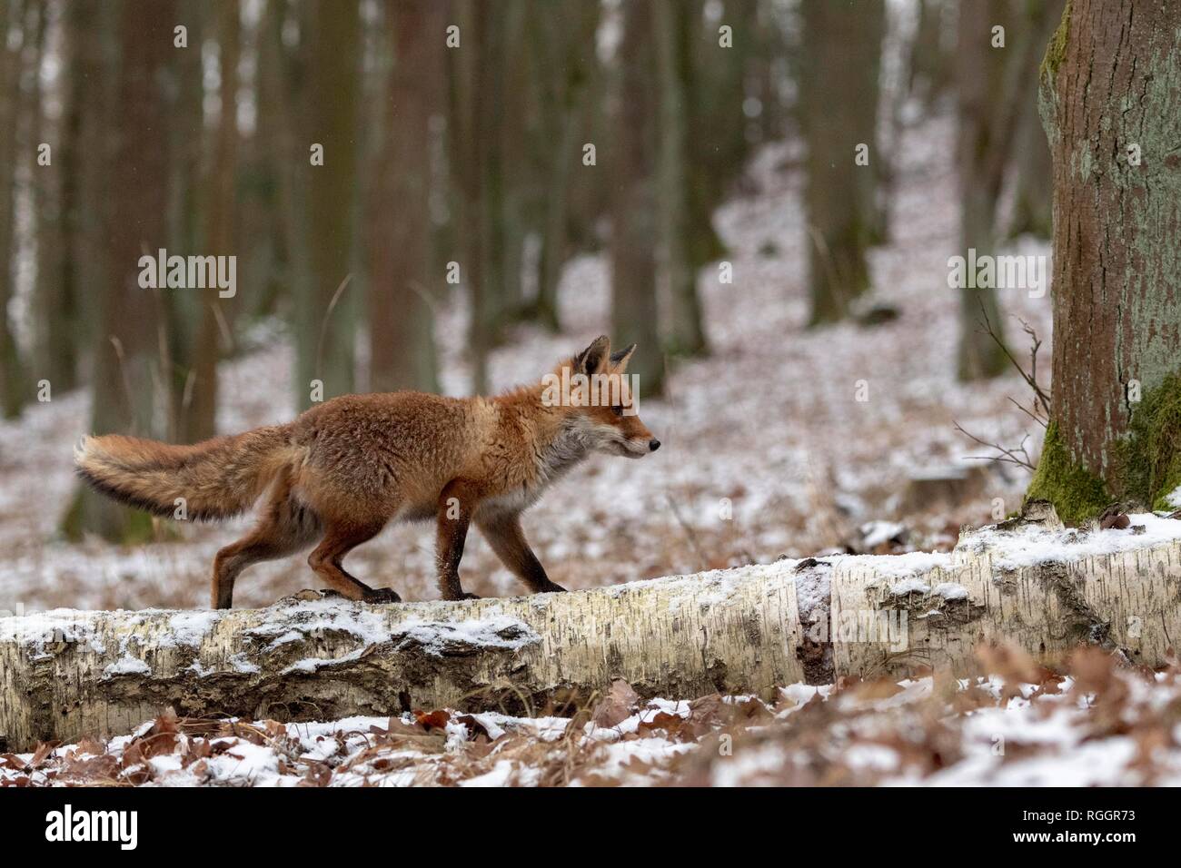 El zorro rojo (Vulpes vulpes) se ejecuta a través de un tronco de árbol en invierno, cautiva, República Checa Foto de stock