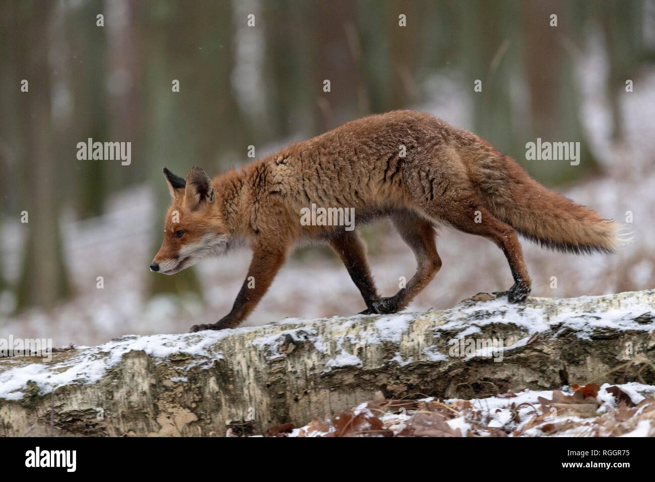El zorro rojo (Vulpes vulpes) se ejecuta a través de un tronco de árbol, invierno, cautivo, República Checa Foto de stock