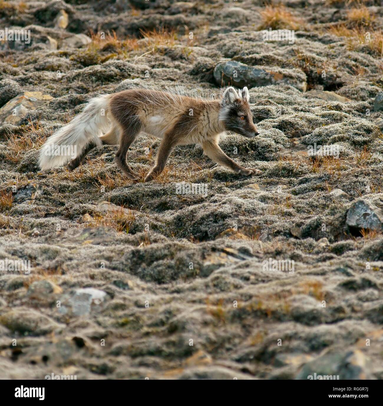 Zorro ártico (Vulpes lagopus), Svalbard, Noruega, Noruega del ártico Foto de stock