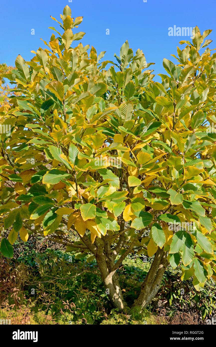 Pontino (Quercus pontica), hábito de crecimiento , arbustivas, colores de otoño, Renania del Norte-Westfalia, Alemania Foto de stock