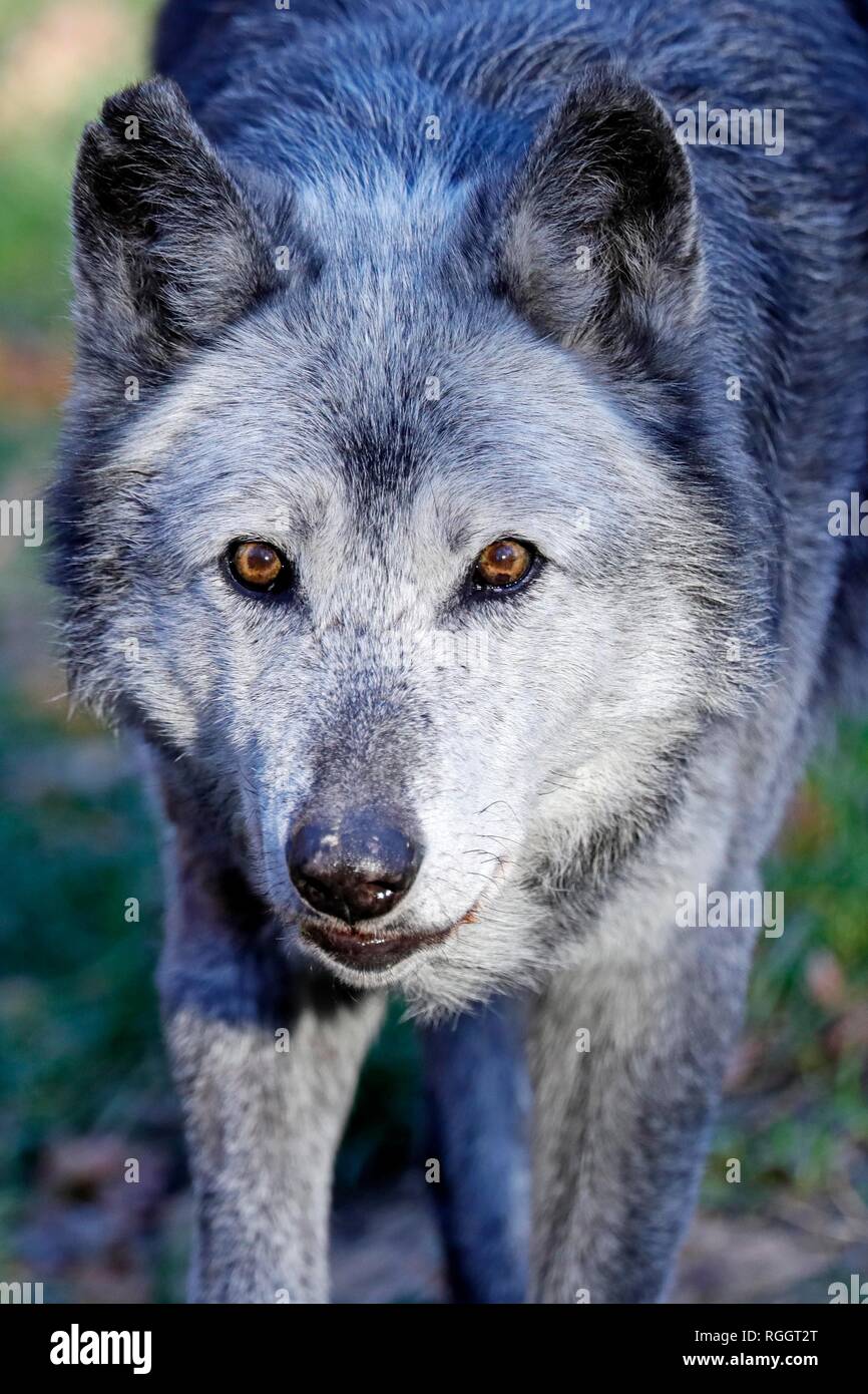 El Algonquin lobo americano, lobo, el lobo (Canis lupus lycaon), Retrato,  Alemania Fotografía de stock - Alamy