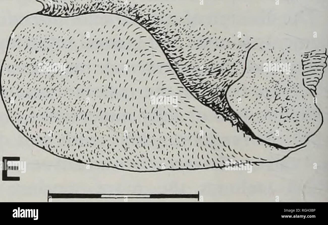 . Boletín del Museo Británico de Historia Natural (zoología). . Fig. 18 de PBO, Liza ramada (PA 271186, 62 mm SL); B, L. haematocheilus (BMNH 1923.2.26: 248, 208 mm SL); C. L. waigiensis (1974.5.25. 3649-73, 90 mm SL); D /.. grandisquamis (1981.6.19: 198-202, 119 mm SL); e, L. ABU (1968.12.13: 446-51, 110 mm de LT). Vistas laterales del lado derecho. Por favor tenga en cuenta que estas imágenes son extraídas de la página escaneada imágenes que podrían haber sido mejoradas digitalmente para mejorar la legibilidad, la coloración y el aspecto de estas ilustraciones pueden no parecerse perfectamente a la obra original. Farn, Alexander E. Londres : Butte Foto de stock