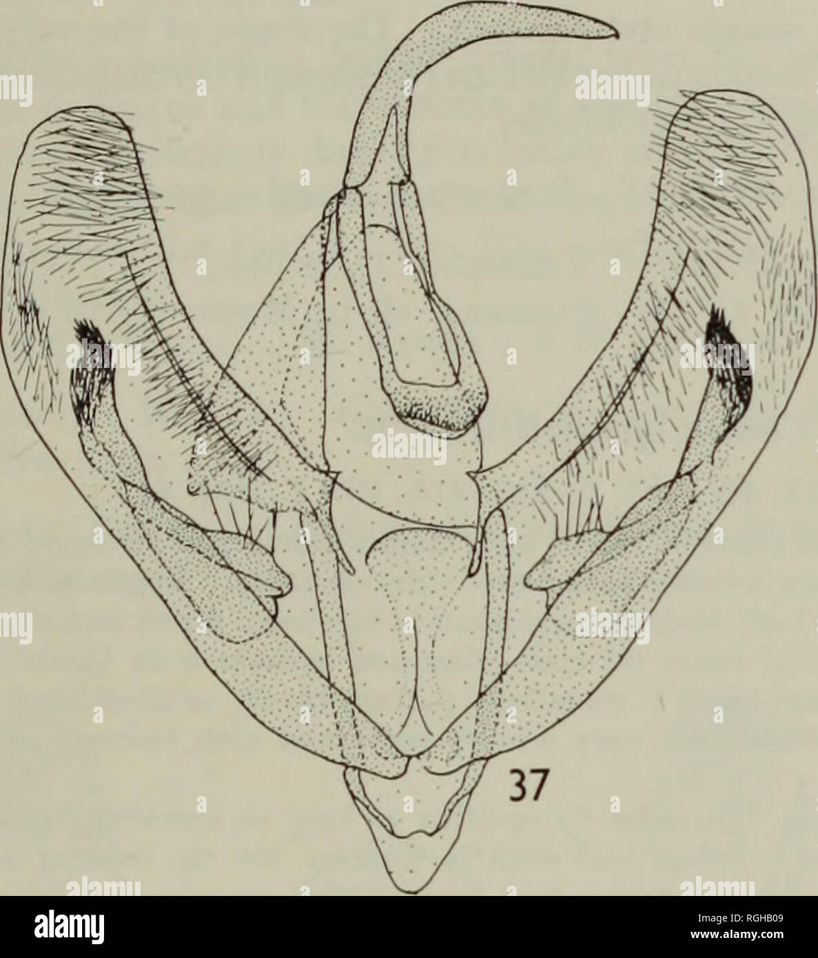 Boletín del Museo Británico (Historia Natural) Entom Sup. REVISIÓN DE LAS  ESPECIES AFRICANAS DE CLEORA 35 en adelante ala y medial de la fascia en  cada ala bister (PI. 4, fig.