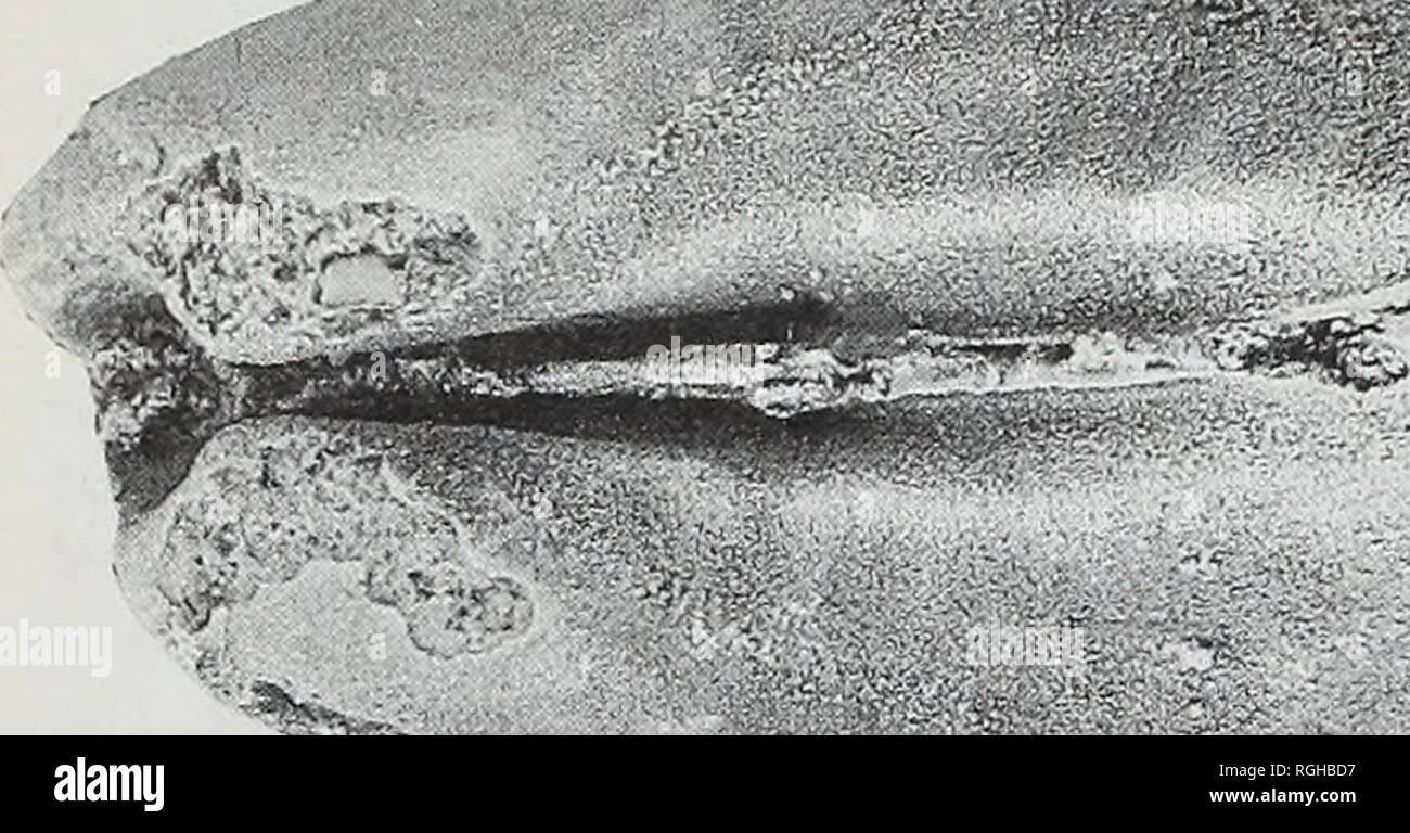 . Boletín del Museo Británico (Historia Natural), la geología. 78. *^f. Por favor tenga en cuenta que estas imágenes son extraídas de la página escaneada imágenes que podrían haber sido mejoradas digitalmente para mejorar la legibilidad, la coloración y el aspecto de estas ilustraciones pueden no parecerse perfectamente a la obra original. Museo Británico (Historia Natural). Londres : BM(NH) Foto de stock