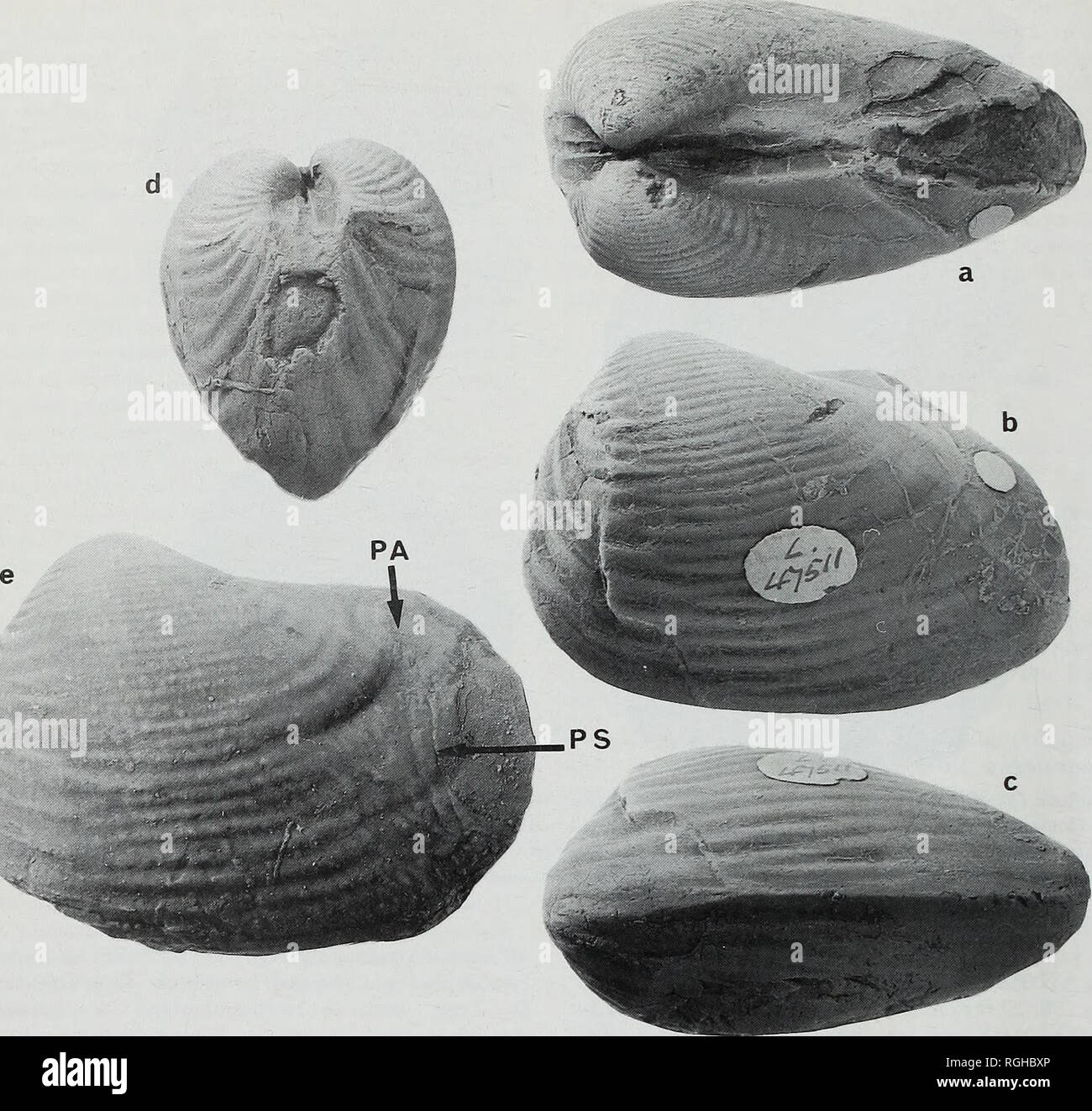 Boletin Del Museo Britanico Historia Natural La Geologia 64 Morris Dickins Y Astafieva Urbaitis I Fig Buy shoes, clothing, accessories and lifestyle products for women & men. alamy