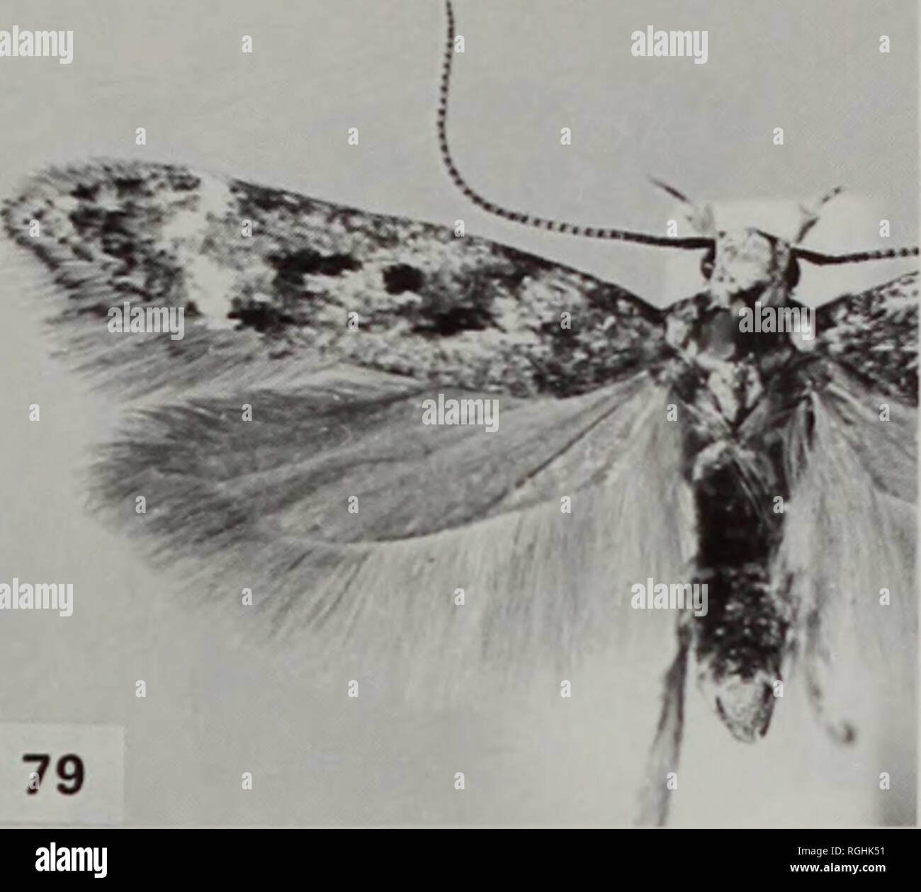 . Boletín del Museo Británico (Historia Natural) Entomología. 78. Por favor tenga en cuenta que estas imágenes son extraídas de la página escaneada imágenes que podrían haber sido mejoradas digitalmente para mejorar la legibilidad, la coloración y el aspecto de estas ilustraciones pueden no parecerse perfectamente a la obra original. Museo Británico (Historia Natural). Londres : BM(NH) Foto de stock
