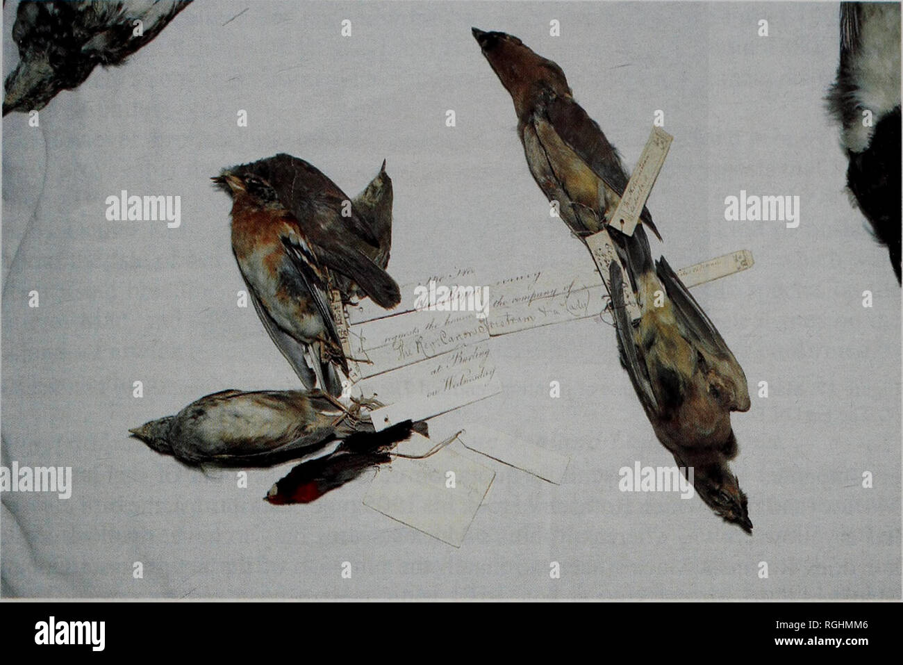 . Boletín del Club de ornitólogos británicos. C. T. Fisher &Amp; E E. Warr 155 Bol. B.O.C. 2003 123A. Figura 16. Invitación de la Real Sociedad a Canon H. B. Tristram, reconstruido en las espaldas de etiquetas de aves en el Museo Nacional de Escocia (©, el Museo Nacional de Escocia). La Impeys había regresado a Gran Bretaña con sus fotografías, se utilizaron ampliamente por el eminente ornitólogo inglés John Latham para describir formas nuevas para la ciencia. Dos de estos "iconotypes', tanto por el jeque Zayn-al-Din, se describen a continuación, y pertenecían a un grupo de cuatro pinturas Impey adquirió recientemente b Foto de stock