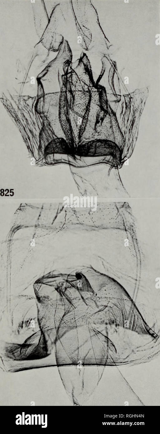 . Boletín del Museo Británico (Historia Natural) Entom Sup. W 824 825 >. 826 827. Por favor tenga en cuenta que estas imágenes son extraídas de la página escaneada imágenes que podrían haber sido mejoradas digitalmente para mejorar la legibilidad, la coloración y el aspecto de estas ilustraciones pueden no parecerse perfectamente a la obra original. Museo Británico (Historia Natural). Londres : BM(NH) Foto de stock