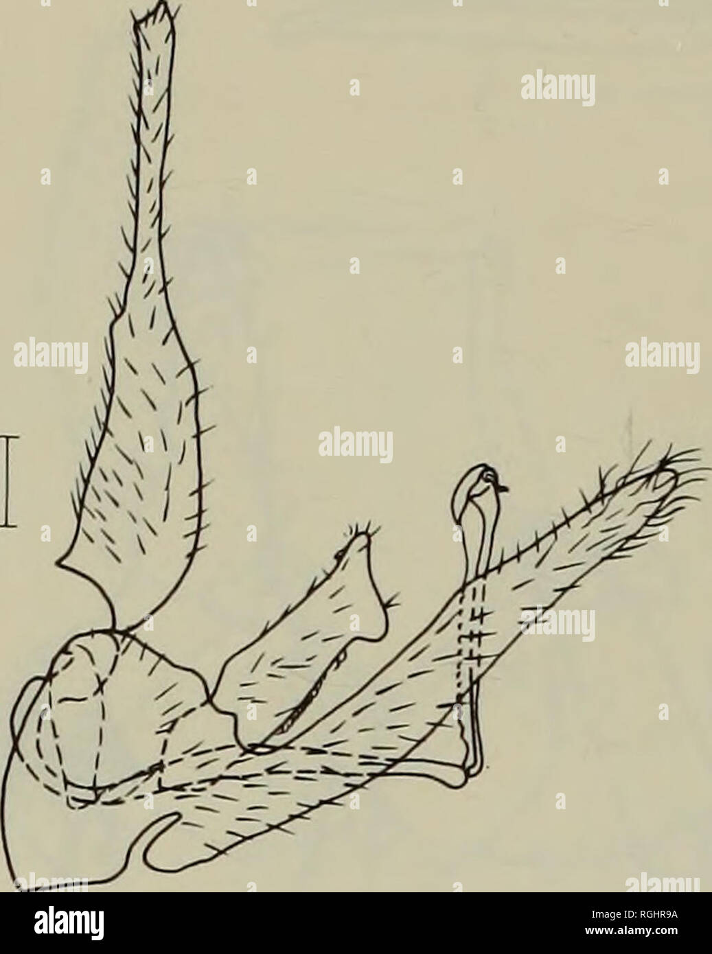 . Boletín del Museo Británico (Historia Natural) Entomología. 78 D. HOLLIS. 150. Por favor tenga en cuenta que estas imágenes son extraídas de la página escaneada imágenes que podrían haber sido mejoradas digitalmente para mejorar la legibilidad, la coloración y el aspecto de estas ilustraciones pueden no parecerse perfectamente a la obra original. Museo Británico (Historia Natural). Londres : BM(NH) Foto de stock