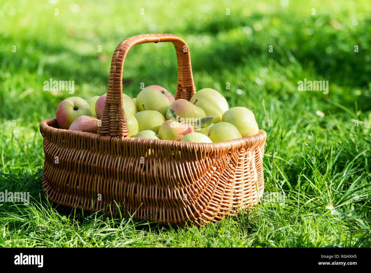 Canasto con manzanas maduras en el jardín. Concepto de jardinería y alimentos Foto de stock