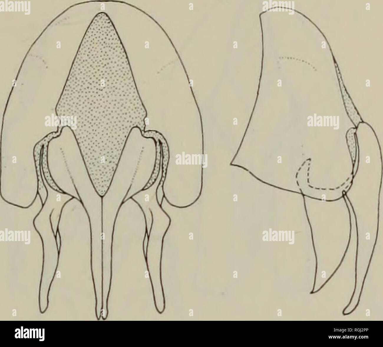 . Boletín del Museo Británico (Historia Natural) Entom Sup. . 78 79. Por favor tenga en cuenta que estas imágenes son extraídas de la página escaneada imágenes que podrían haber sido mejoradas digitalmente para mejorar la legibilidad, la coloración y el aspecto de estas ilustraciones pueden no parecerse perfectamente a la obra original. Museo Británico (Historia Natural). Londres : BM(NH) Foto de stock
