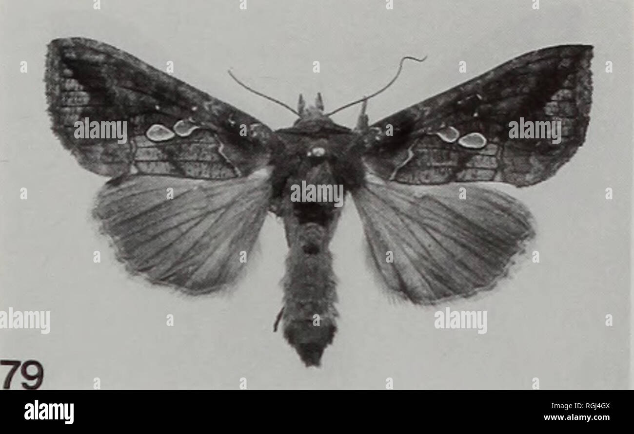 . Boletín del Museo Británico (Historia Natural) Entomología. Â p 78. Por favor tenga en cuenta que estas imágenes son extraídas de la página escaneada imágenes que podrían haber sido mejoradas digitalmente para mejorar la legibilidad, la coloración y el aspecto de estas ilustraciones pueden no parecerse perfectamente a la obra original. Museo Británico (Historia Natural). Londres : BM(NH) Foto de stock