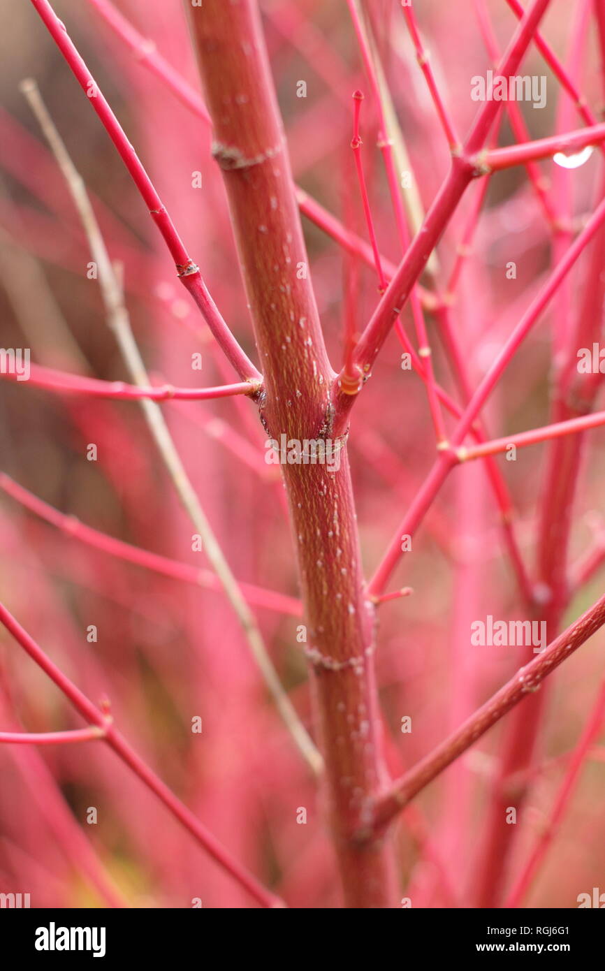 Acer palmatum Sango kaku. Tallos rojos llamativos corteza de Acer Sango-kaku en un jardín de finales de otoño (noviembre), REINO UNIDO Foto de stock