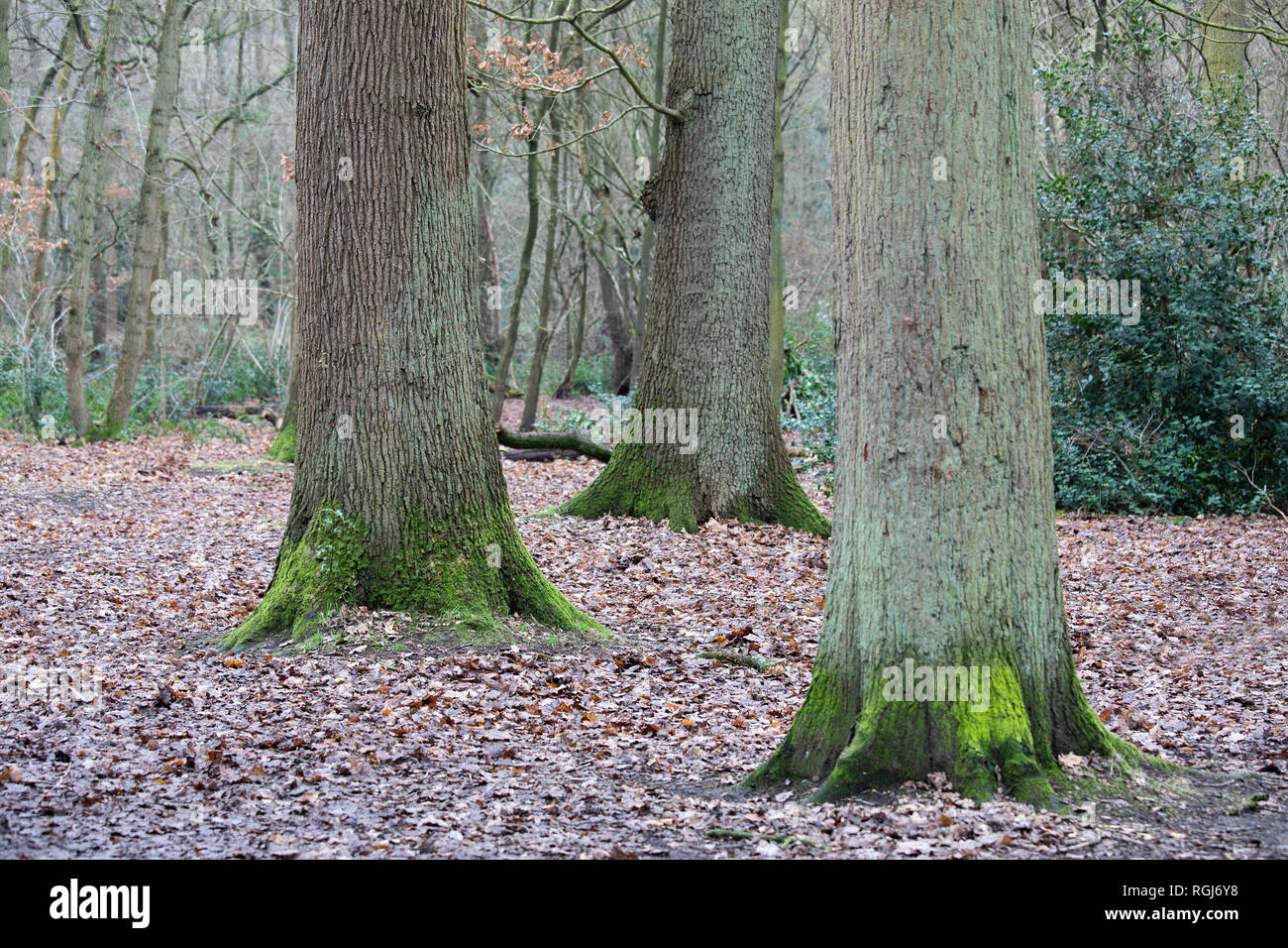 Una imagen de un trío y árboles de bosque con la importancia de centrarse en el árbol de la izquierda crea una profundidad de campo limitada. Foto de stock