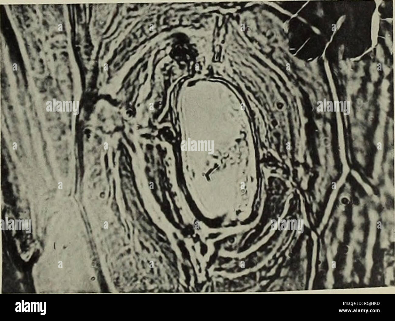 . Boletín del Museo Británico (Historia Natural), la geología. . 78 79. Por favor tenga en cuenta que estas imágenes son extraídas de la página escaneada imágenes que podrían haber sido mejoradas digitalmente para mejorar la legibilidad, la coloración y el aspecto de estas ilustraciones pueden no parecerse perfectamente a la obra original. Museo Británico (Historia Natural). Londres : BM(NH) Foto de stock