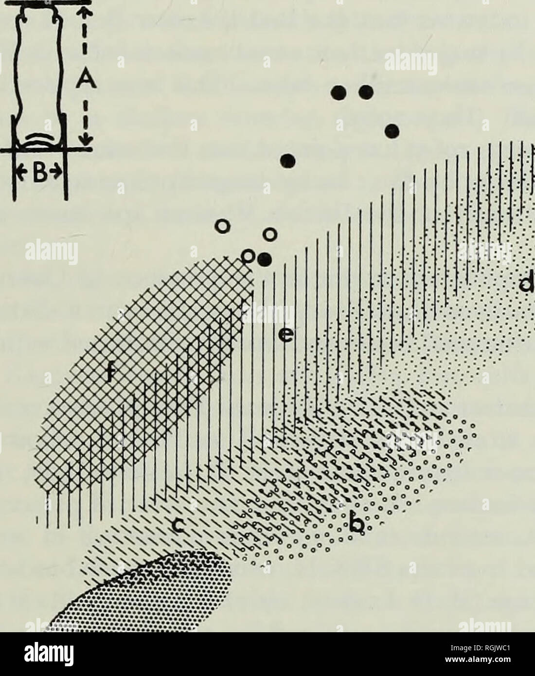 . Boletín del Museo Británico (Historia Natural), la geología. PLIO-pleistoceno africano 55 estudios geológicos más detalladas han sido publicados por Pickering (1958, i960, resumidas por el Obispo, 1963) y heno (1963, 1967). Este último autor resume los resultados de su propia y estudios previos de la siguiente manera: 'Bed I en Olduvai conformable es una secuencia de flujos de lava y variada sedi- mentary depósitos que se extienden hacia arriba desde una toba soldada que recubre la Pre cambriano sótano hasta la parte superior de una amplia cama de marcador. Cama II es una secuencia de arcillas lacustres y fluviales equivalente lateralmente, eólica y pyroc Foto de stock