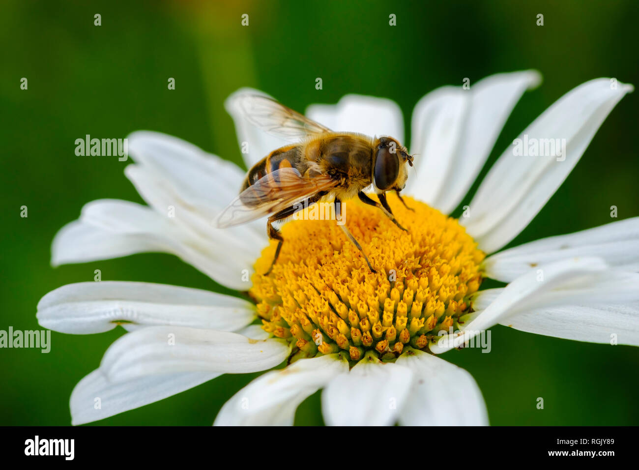 Albania, Valbona-National Park, hoverfly, Syrphus sp., en flor Foto de stock