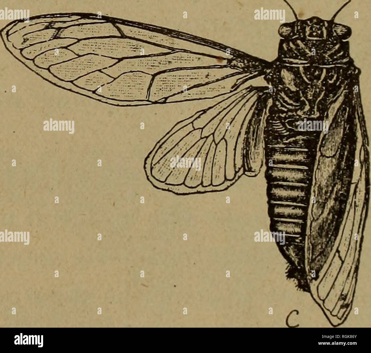 Boletín - Museo del Estado de Nueva York. La ciencia. Los insectos  beneficiosos y perjudiciales 11 árboles es perforado con muchos pequeños agujeros  circulares, realizado por negro pardusco escarabajos menos que