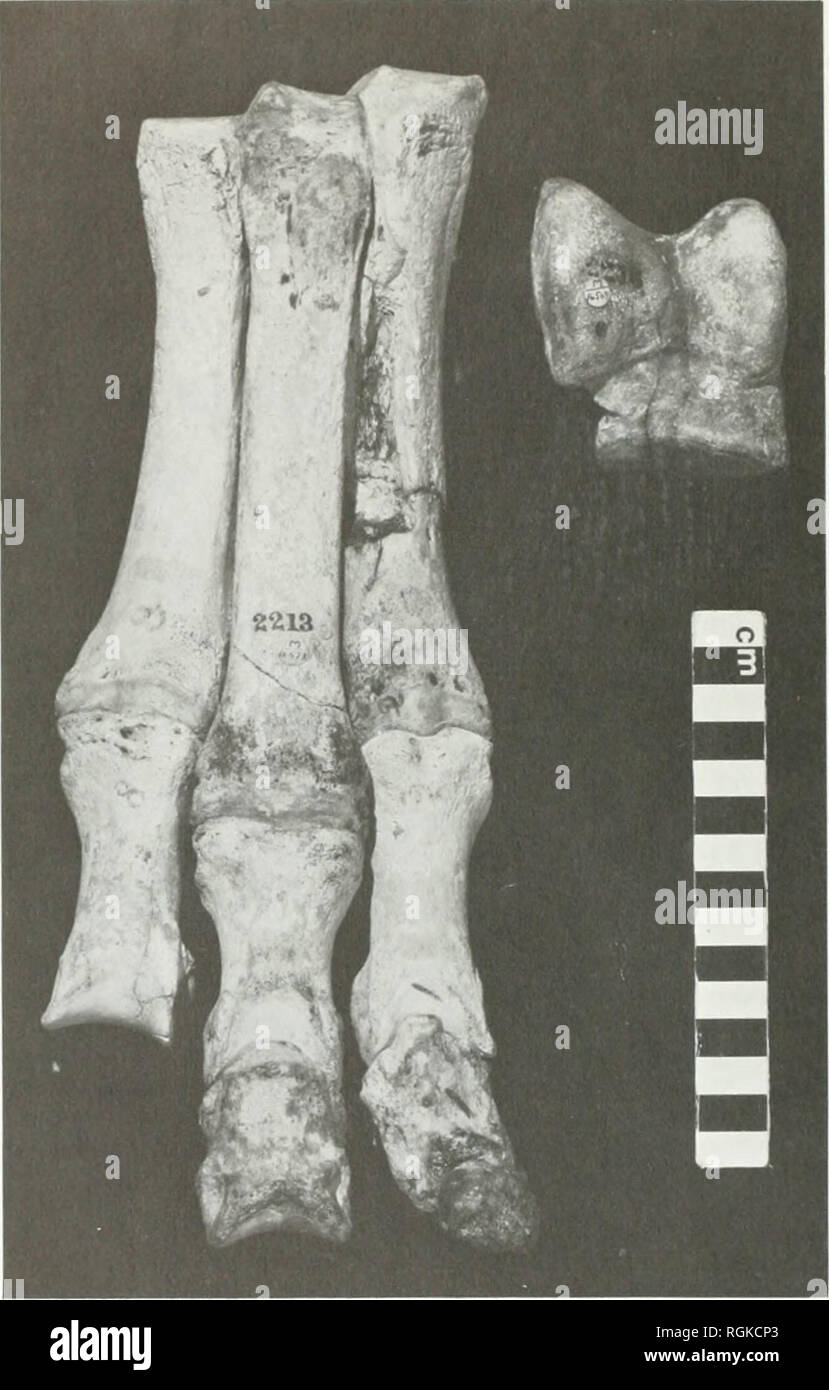 . Boletín del Museo Británico (Historia Natural). . Los huesos de la parte delantera derecha y el tobillo-joint (astragalus) de Darwin's espécimen de Macrauchenia patachonica desde las colecciones paleontológicas de la British IMuseum (Historia Natural). Por favor tenga en cuenta que estas imágenes son extraídas de la página escaneada imágenes que podrían haber sido mejoradas digitalmente para mejorar la legibilidad, la coloración y el aspecto de estas ilustraciones pueden no parecerse perfectamente a la obra original. Museo Británico (Historia Natural). Londres : BM(NH) Foto de stock