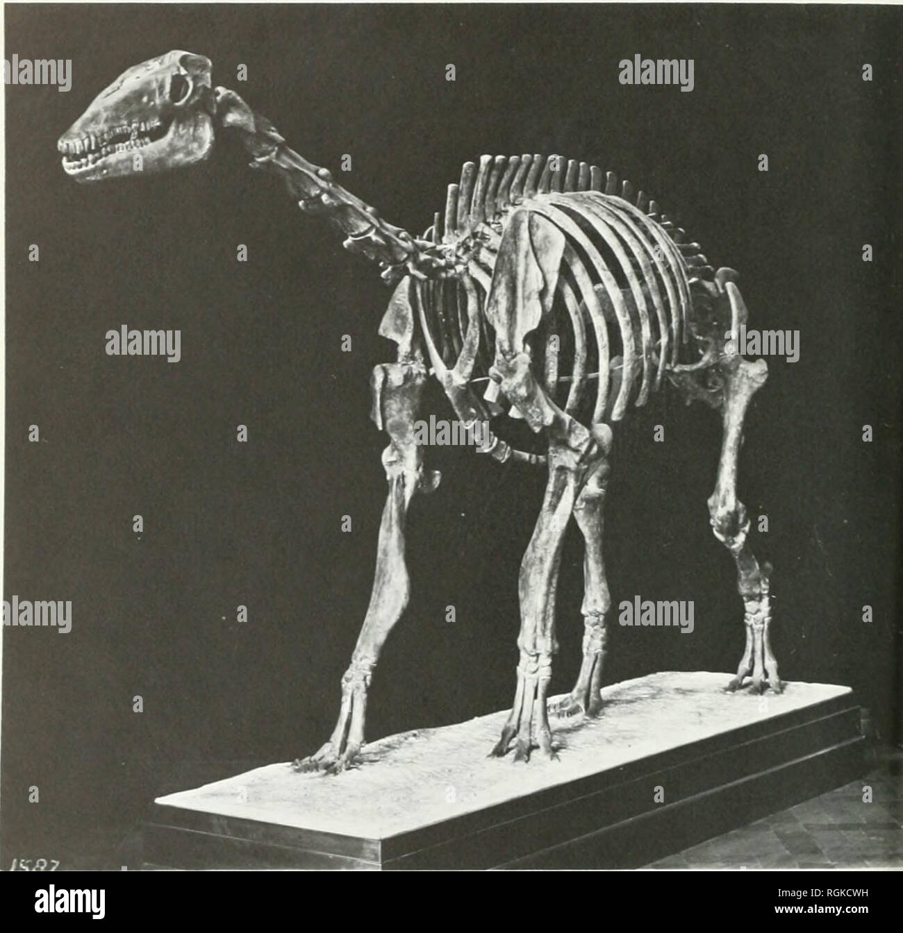 . Boletín del Museo Británico (Historia Natural). 114 Sandra Herbert. La reconstrucción de un espécimen de la Macrauchenia patachonica, tlic Guanaco "extinguida" mencionadas en las páginas 129 y 130. ' U.MiiiLi llama" o que era el antbird, o al menos fundamentalmente los hormigueros, que él tenía en mente cuando hizo esta entrada. Es más probable que él estaba pensando en aquellas aves que describió en sus notas como Myothera ornitológico, un término que fue dado como el equivalente de. Por favor tenga en cuenta que estas imágenes son extraídas de la página escaneada imágenes que podrían haber sido mejoradas digitalmente para la legibilidad - colora Foto de stock