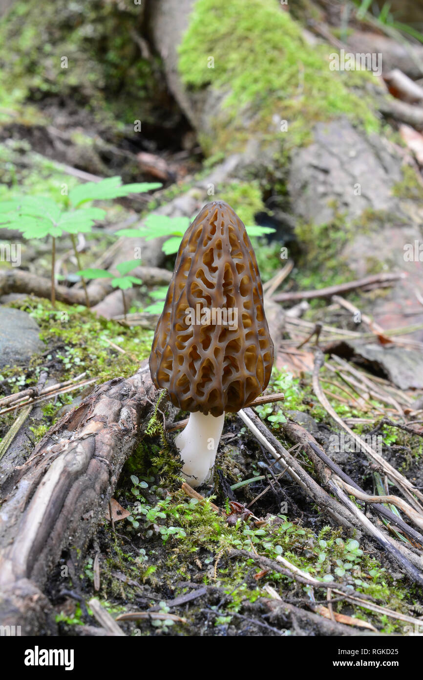 Negro Morel o Morchella conica hongo que crece en la primavera temprana entre raíces, musgo y primavera de la vegetación en bosques de coníferas de montaña, orientación vertical Foto de stock