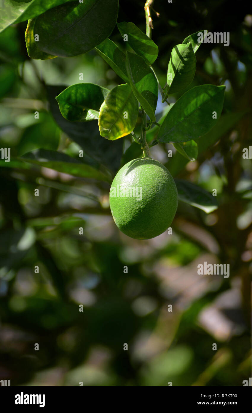 Un verde limón colgando de árboles frutales Foto de stock