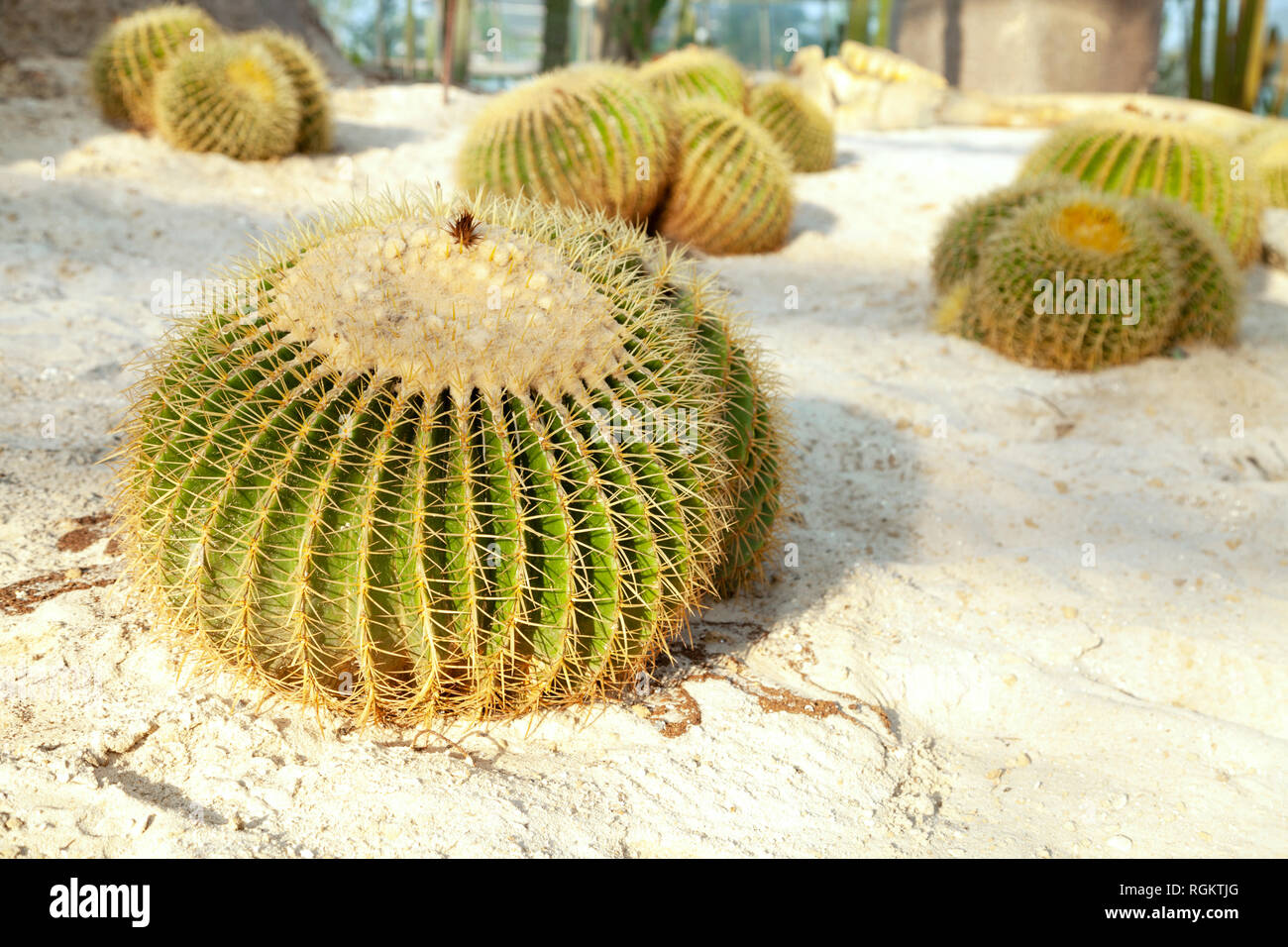Cactus barril dorado sobre la arena de la tierra en un jardín. Grupo de especies de Echinocactus grusonii plantas redonda Foto de stock