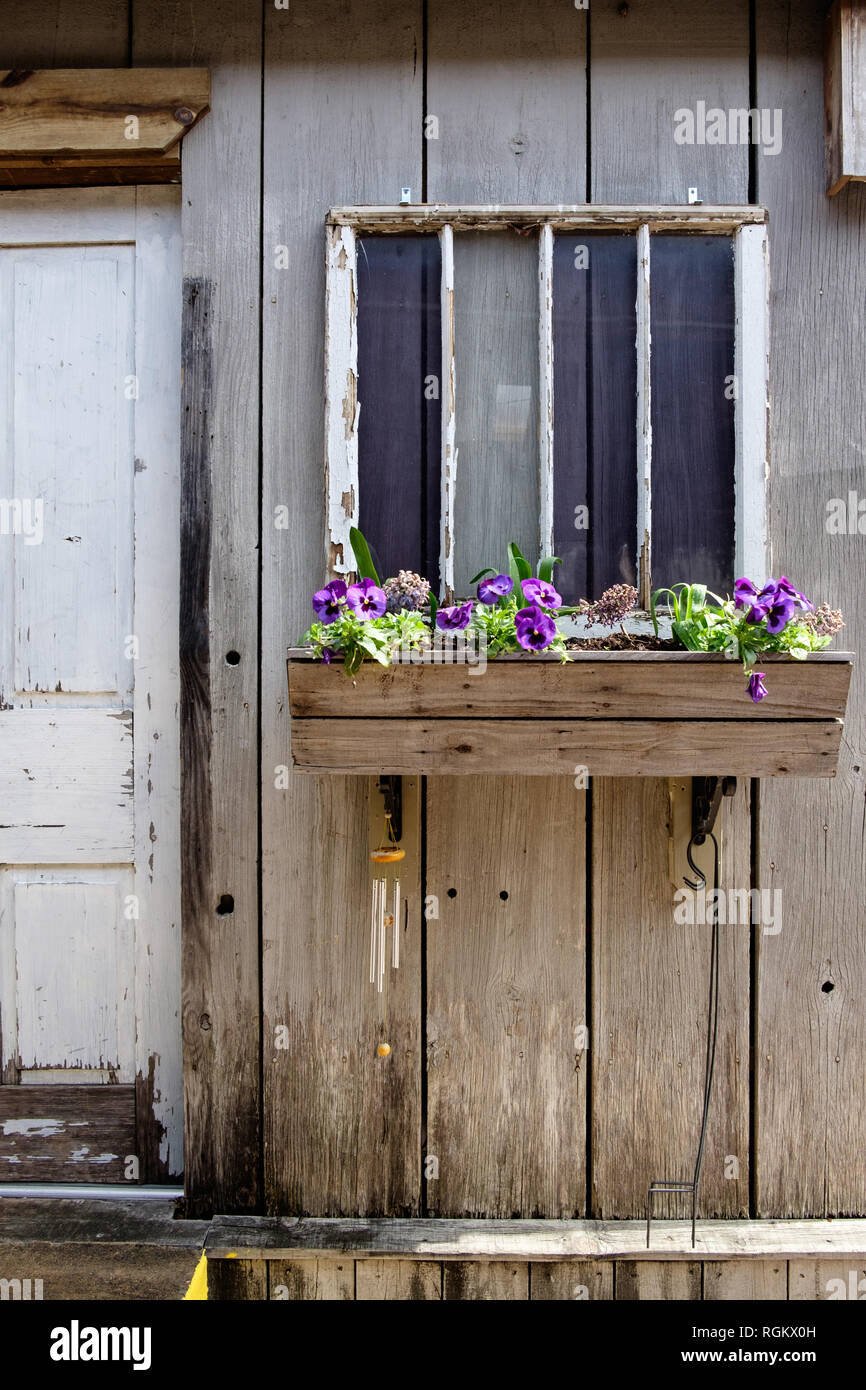 Close-up de la estructura de madera de estilo rústico con pintura desconchada, puerta y ventana. Caja de madera de ventana con violas púrpura y verde follaje. Foto de stock