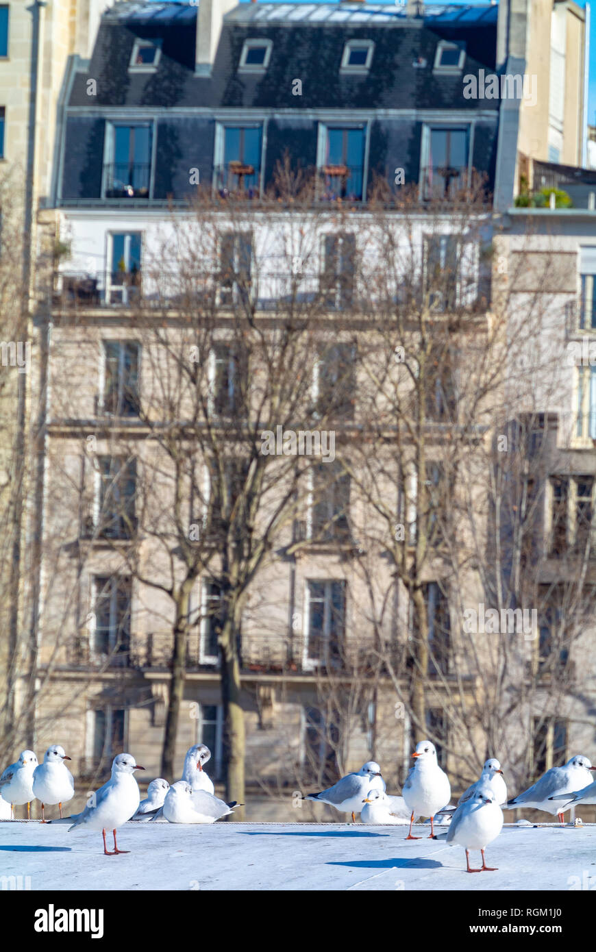 Las gaviotas con un fondo de arquitectura francesa, París, Francia Foto de stock