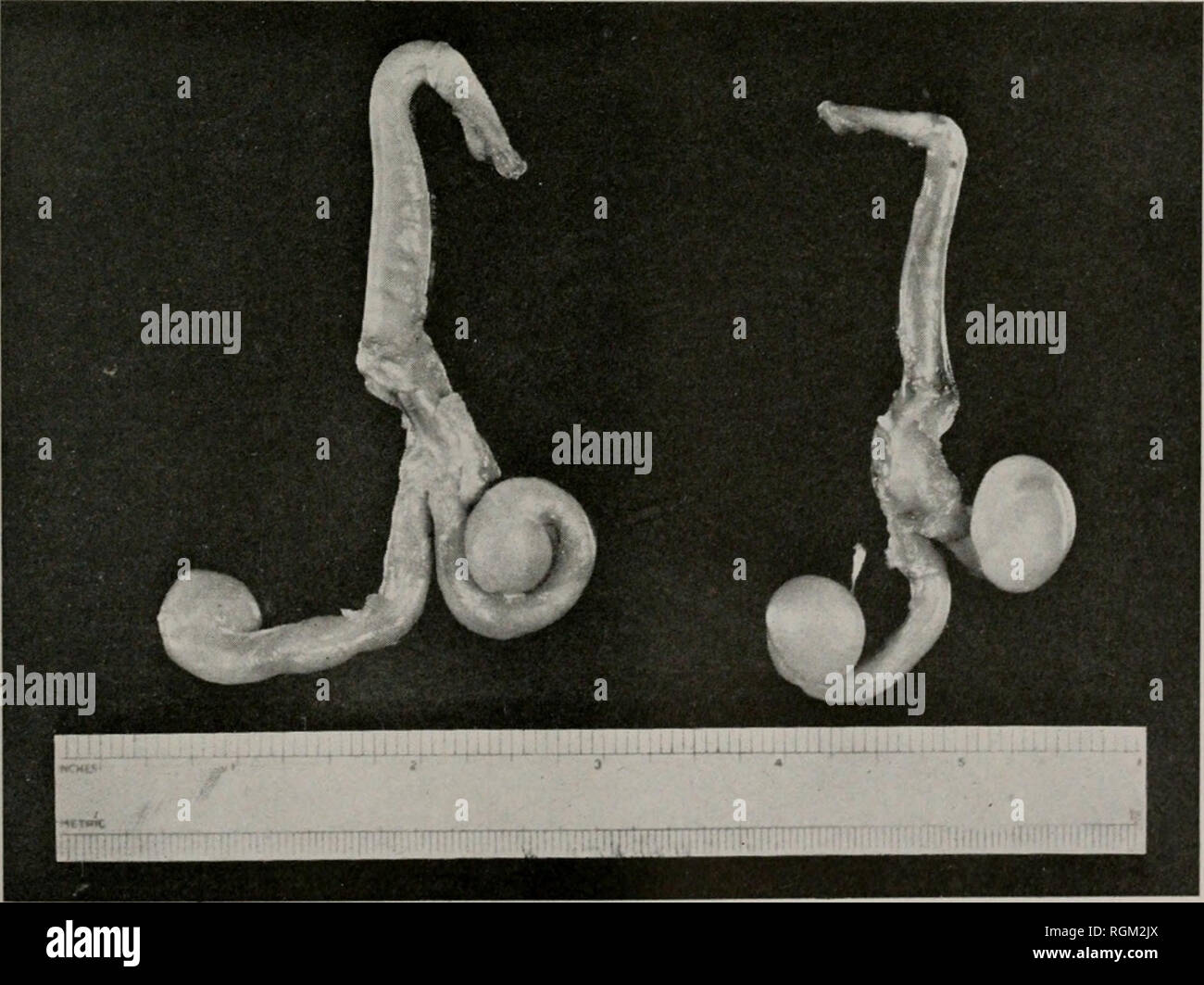 Boletín. Historia natural; historia natural. De septiembre de 1945 Brown &Amp; ardillas en 483 más posición abdominal de los testículos, el escroto era menos Estro.-La más temprana evidencia