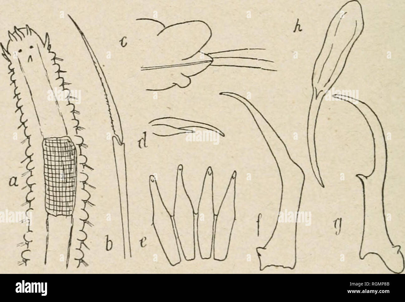 Bulletin Du Musum National D Histoire Naturelle Historia Natural Ci A Ixl X A Os Pelilcs