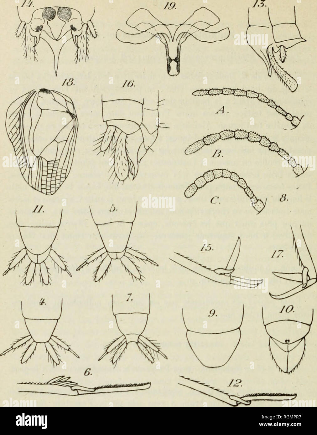 Bulletin Du Musum National D Histoire Naturelle Historia Natural Fir Iff I Tridacljijiis Waprnpvi Nov Sp Dorm Prsslernitcs Abdominnux Du X 17 Fig 5 Idi In C X 17 El