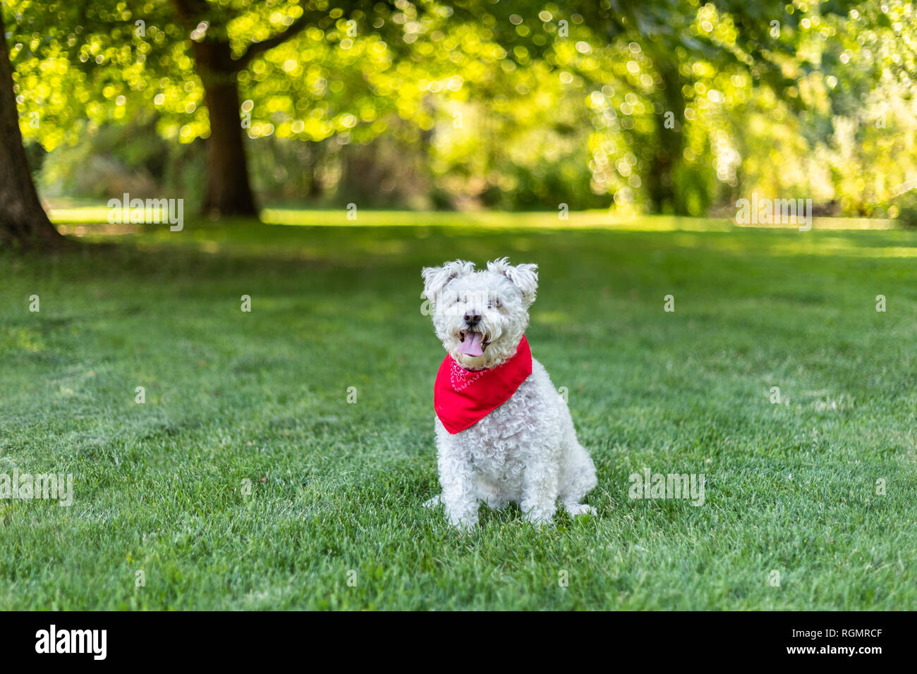 Poco feliz perro blanco con rojo bandana sentado en la hierba en el parque en un hermoso día de verano Foto de stock