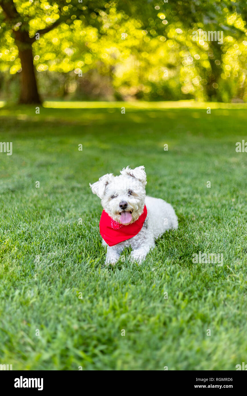 Pequeño lindo perro blanco con rojo bandana acostada sobre el césped de un parque en un día de verano Foto de stock