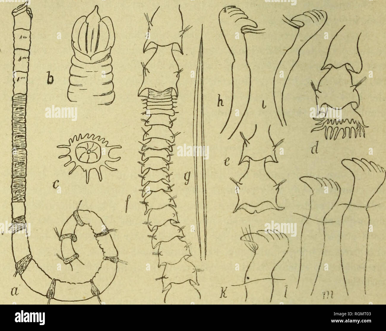 Bulletin Du Museium D Histoire Naturelle Historia Natural A 38 A Et Ra C Fla C